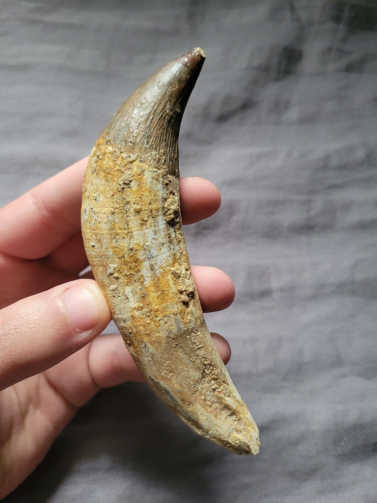  Rare Huge Basilosaurus Mammal Eocene Cetacean Tooth Fossil Morocco 