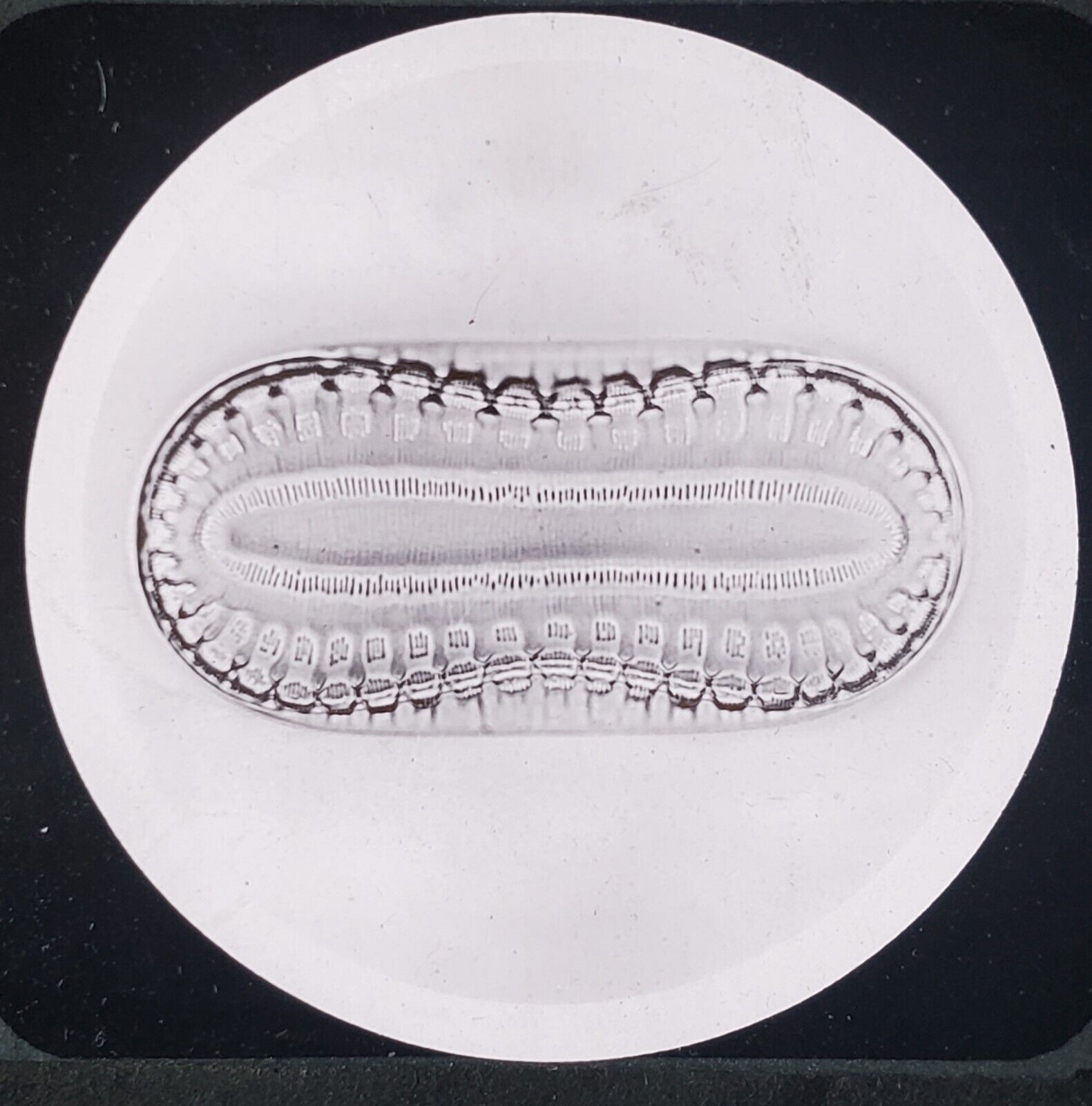 Surirella Arabica Grunow (Diatom), Magic Lantern Glass Slide
