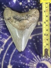 New-Fossil-Megalodon Tooth-Polished-4” picture