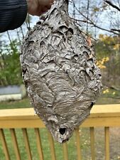 Bald-Faced Hornets Nest - Educational Purposes Or Display Perfect 15” Nest picture