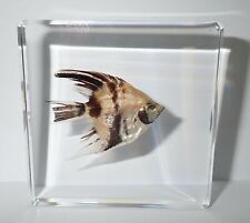 ANGEL FISH in 75x75x10 mm Clear Square Slide Education Specimen picture
