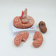 Life Size Human Brain Anatomical with Arteries-9 Parts Medical anatomical model picture