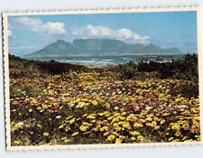 Postcard Spring Floral Beauty at Melkbosstrand Table Mountain South Africa picture