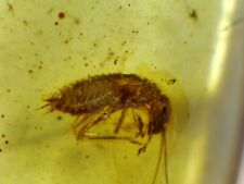 Fossil insect Cricket Orthoptera larvae inclusion Genuine Burmite Burmese Amber picture