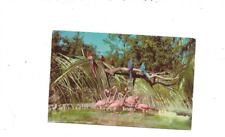 Vintage Postcard Florida Is Rich In Colorful Birdlife     Chrome picture