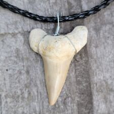 Black Braided white OTODUS Great LARGE Shark Tooth Necklace Fossil picture