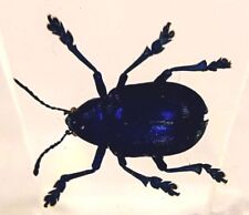 44mm Real Cobalt Blue Milkweed Beetle in Lucite Resin Science Education Specimen picture