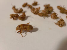 25 Cicada Shells, Exoskeletons - Collected from an Illinois mini-farm (group 1) picture