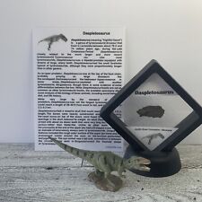 Daspletosaurus Dinosaur Bone Fossil with Tyrannosaur Toy picture