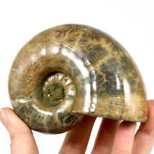 XL Whole Iridescent Ammonite Fossil 4.3in 1.2lb, Madagascar picture