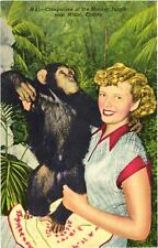 Miami Florida Chimpanzee at the Monkey Jungle Postcard picture