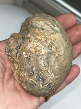 Exogyra Costata Oyster Shell Fossil Big Brook New Jersey Dino Rare *MAKE OFFER* picture