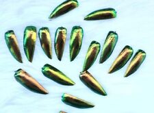 100 pcs. Green Gold Orange Jewel Beetle Elytra Sternocera Insect Wings picture