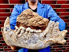 /RARE FOSSIL MAMMAL Late Miocene Hyena Adcrocuta massive lower jaw Gansu, China picture