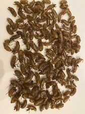 Cicada Shell Lot 200 Brood Insect Specimen Husk Molt Collection Biology Periodic picture
