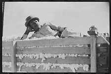 Delta & Pine Company Cotton Plantation,Scott,Mississippi,MS,October 1939,FSA,5 picture