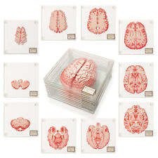 THINKGEEK 10 Piece Glass Brain Specimen Coaster Set / New In Retail Box  picture