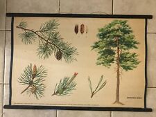 Original botanical school chart of Pine forest picture
