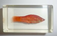 Red Swordtail Fish Xiphophorus helleri in 72x42x23 mm Block Education Specimen picture