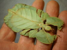 insect full data species 3 1/2 + inches  A 1 leaf mimic  picture
