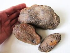 3 Late Triassic Marine Reptile Rear Jaw Section, Tooth Scar - S Wales UK picture