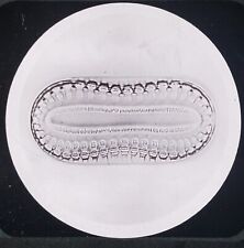 Surirella Arabica Grunow (Diatom), Magic Lantern Glass Slide picture