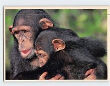 Postcard Chimpanzee picture