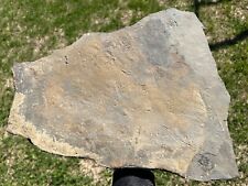BIG Pennsylvanian Age Amphibian Tracks Plate Footprints Oklahoma Fossils picture