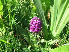 Photo 6x4 Pyramidal Orchid on Pond Edge, Silverlink Biodiversity Park, Sh c2020 picture