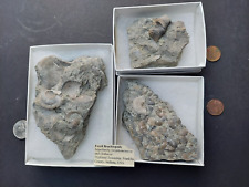 Brachiopods Lot Of Three picture