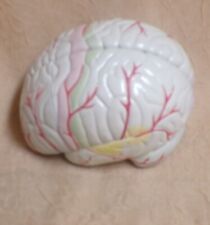 Accurate Life Size and Weight Human Brain Anatomical Model - 4 Parts / Quality picture