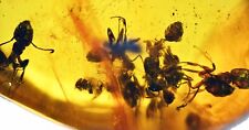 Large Swarm of Aculeata, Formicidae (Ant), Fossil Inclusion in Dominican Amber picture
