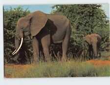 Postcard Elephant picture