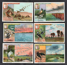 Bird Migration Rare French Card Set Liebig 1921 Oiseaux Stork Starling Lapwing picture